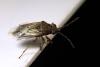 Nysius sp.